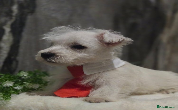 West Highland Terrier dogs - Advert 9