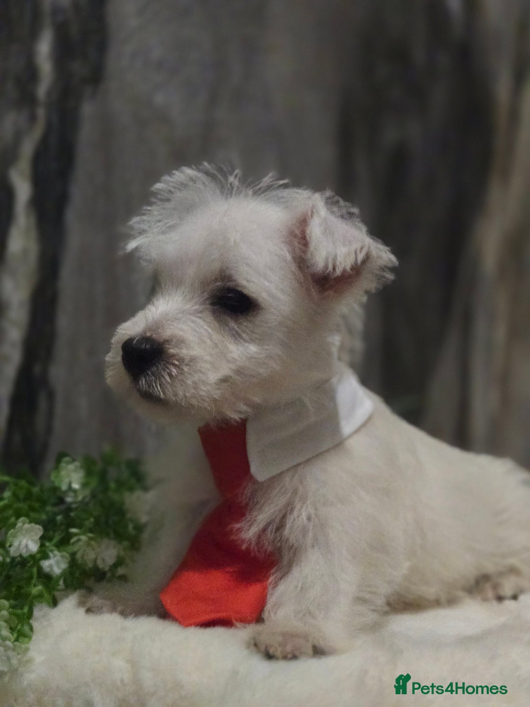 West Highland Terrier dogs for sale: Ready to leave now fully vaccinated 💕 - Image 6