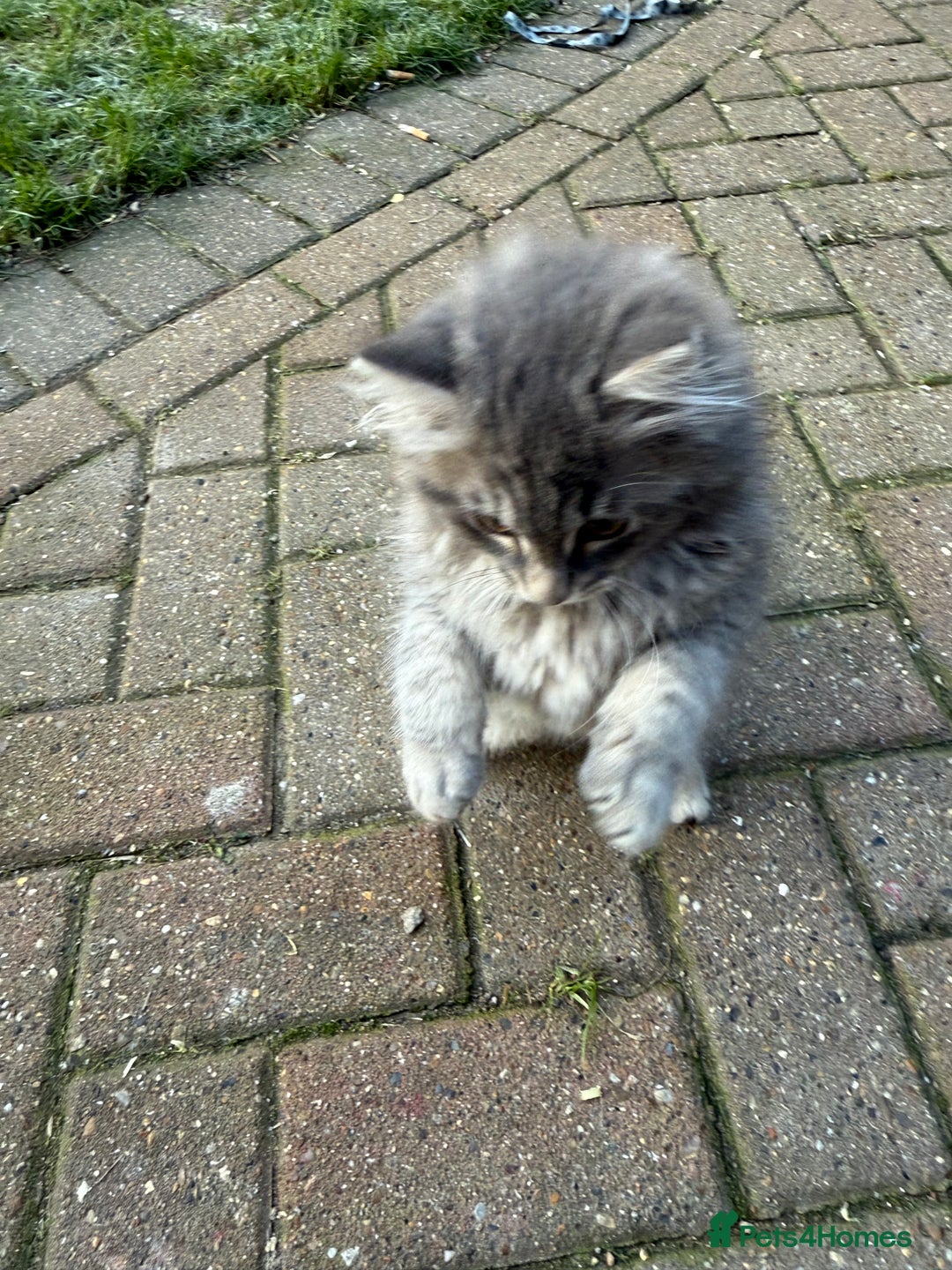 Mixed Breed cats for sale: Kittens for sale  - Advert 7