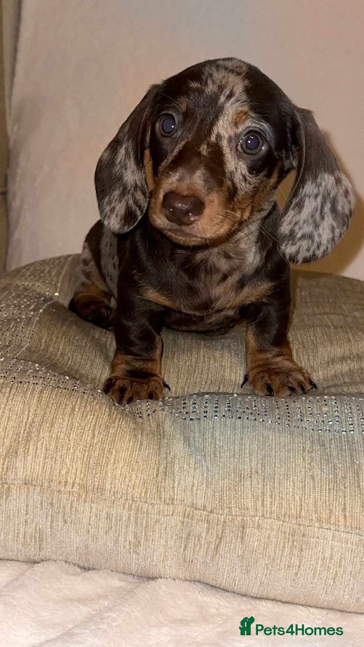 Miniature Dachshund dogs Kc registered Mini dashaund puppy’s AVAILABLE NOW - Advert 6