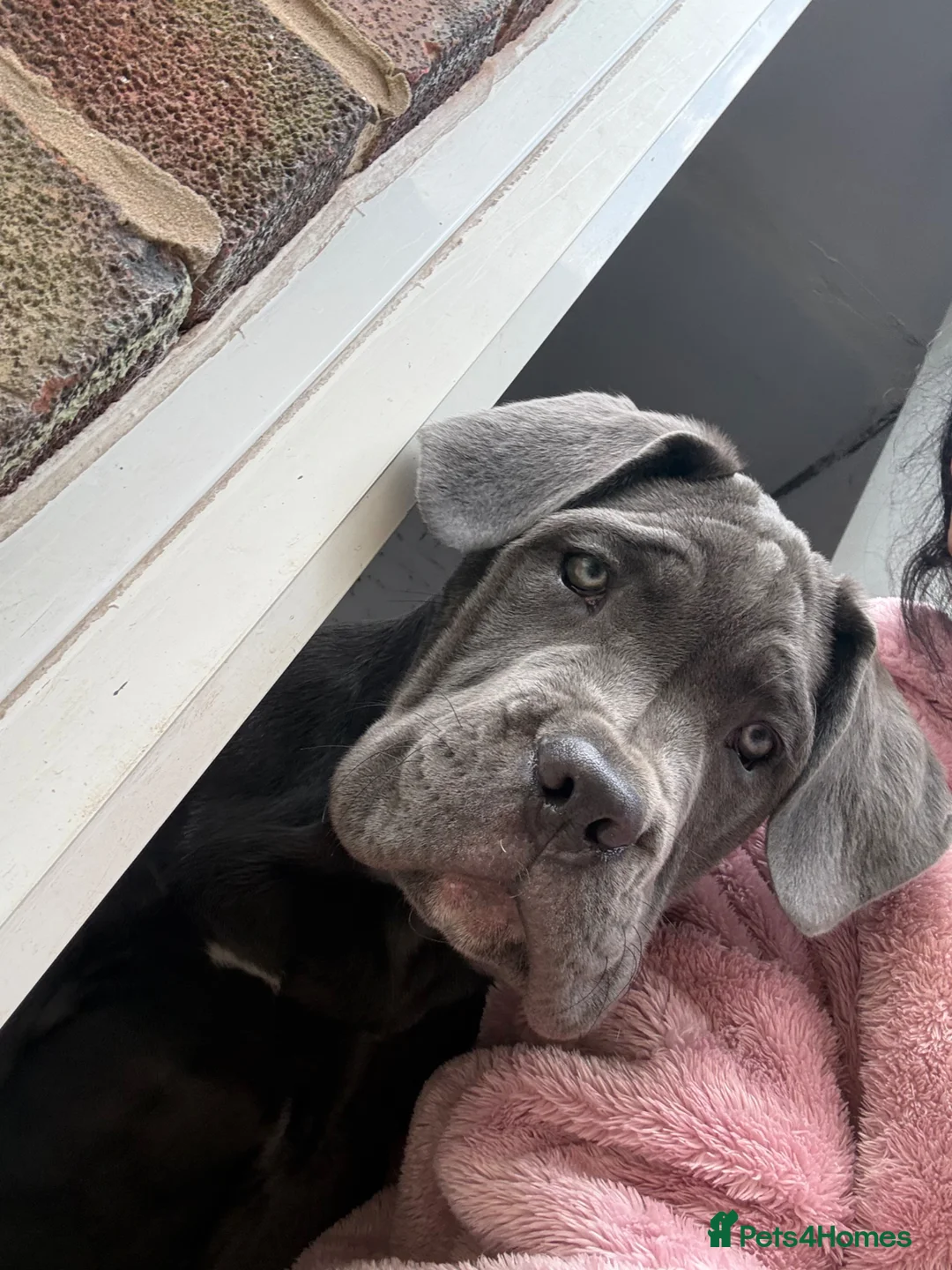Cane Corso dogs for sale: 16 week old cane corso  in Dukinfield - Advert 1