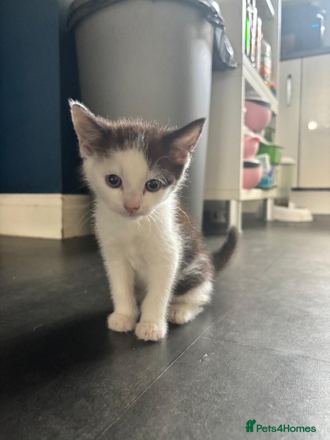 Devon Rex cats for sale: Kittens  - Image 10