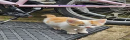 Mixed Breed cats for sale: 4 Gorgeous and playful kittens - Advert 4
