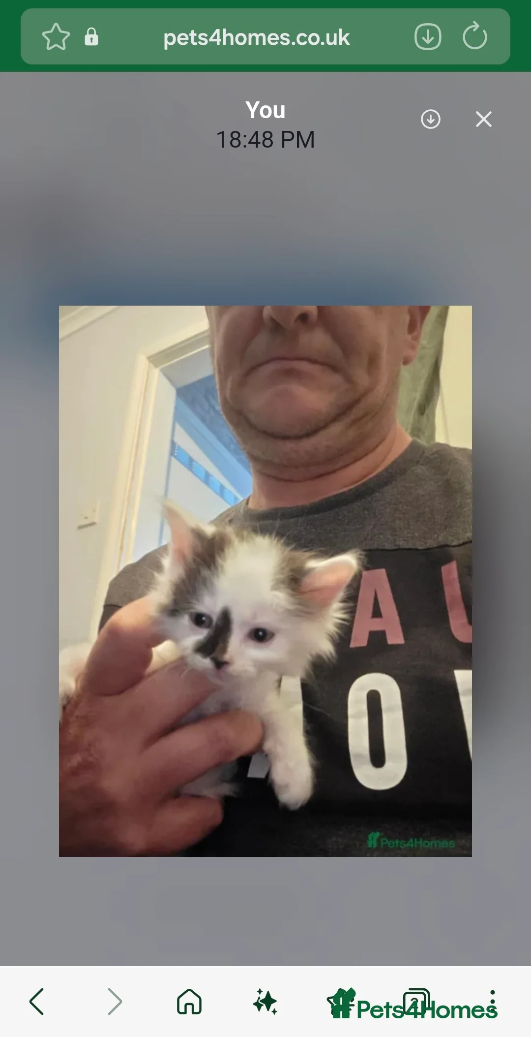 Mixed Breed cats for sale: Beautiful kittens - Advert 4