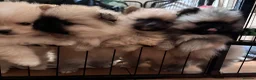 Pomeranian dogs for sale: Double Champion Lines Pomeranian KC Reg - Advert 23