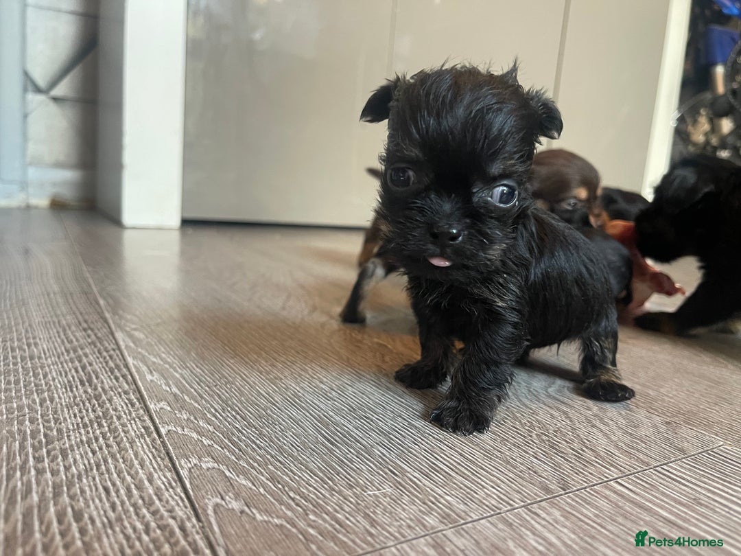 Mixed Breed dogs for sale: Jackapoo/French bulldog  - Advert 25
