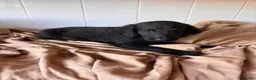 Labradoodle dogs for sale: 🐾 Beautiful Labradoodle Puppies 🐾 - Advert 10
