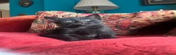 Pixie Bob cats for sale: Pixie Bob kittens - Polydactyl and non polydactyl - Advert 14