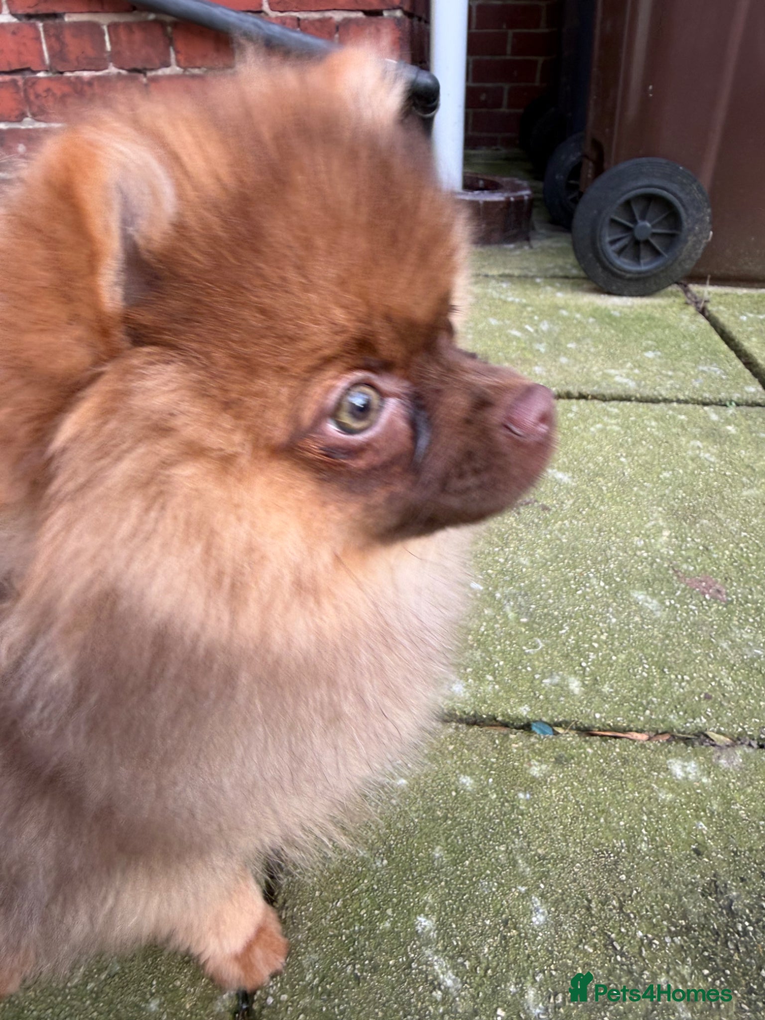Pomeranian dogs Exceedingly Rare Red Pom puppy with green eyes  - Advert 1