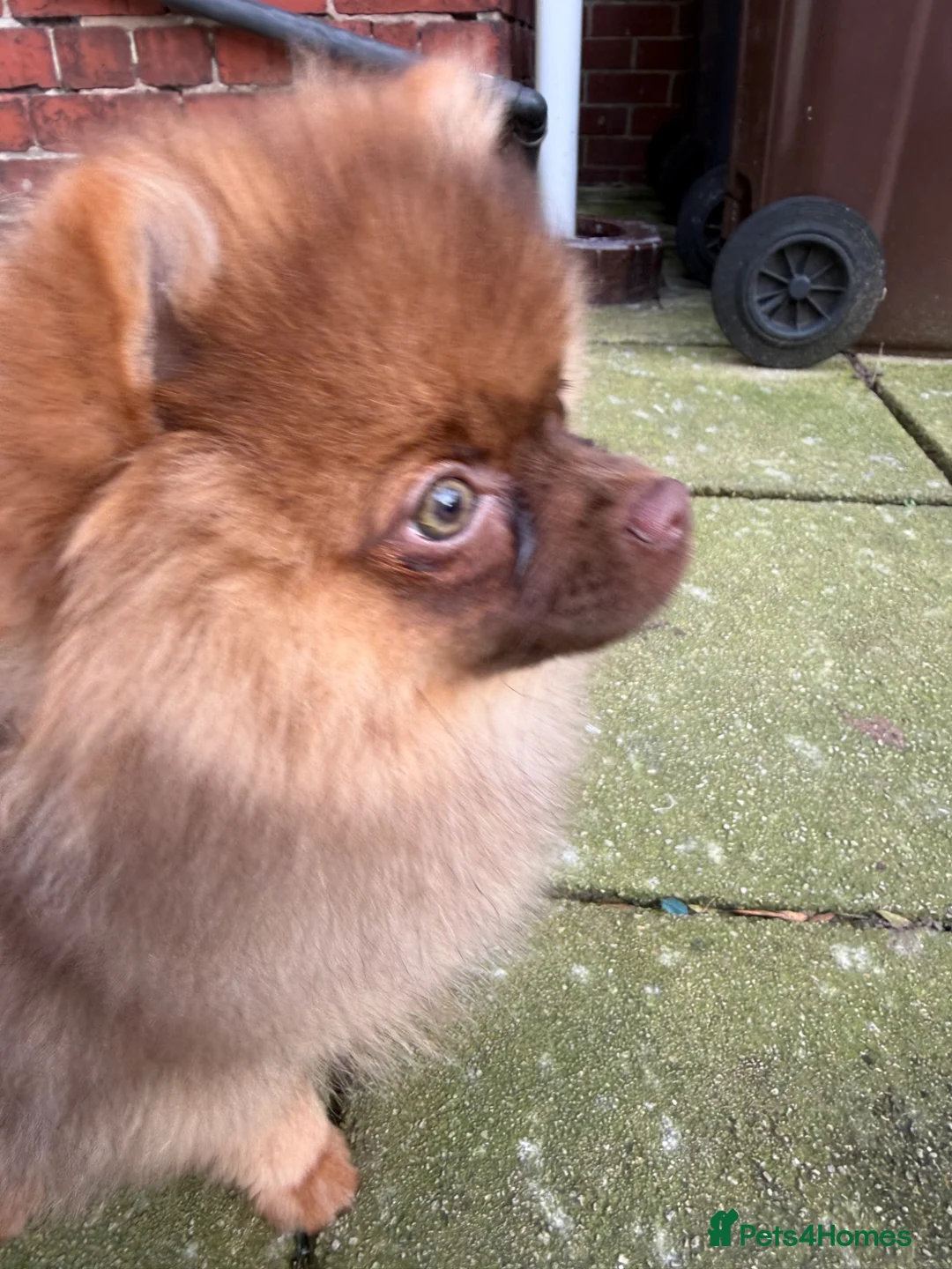 Pomeranian dogs for sale: Exceedingly Rare Red Pom puppy with green eyes  - Advert 1