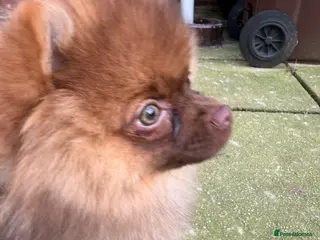Pomeranian dogs Exceedingly Rare Red Pom puppy with green eyes - Advert 8