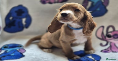 Cocker Spaniel dogs - Advert 8