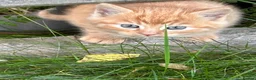 Mixed Breed cats for sale: Adorable kittens - Advert 7