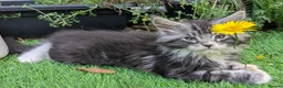 Maine Coon cats for sale: Champion Sired Maine Coon Kittens  TICA Registered - Advert 13