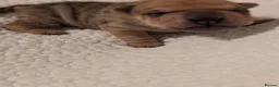 Shar Pei dogs for sale: Beautiful litter of Shar Pei Puppies  - Advert 8