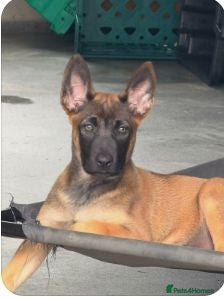 Belgian Shepherd Dog dogs Belgian Malinois - Advert 12