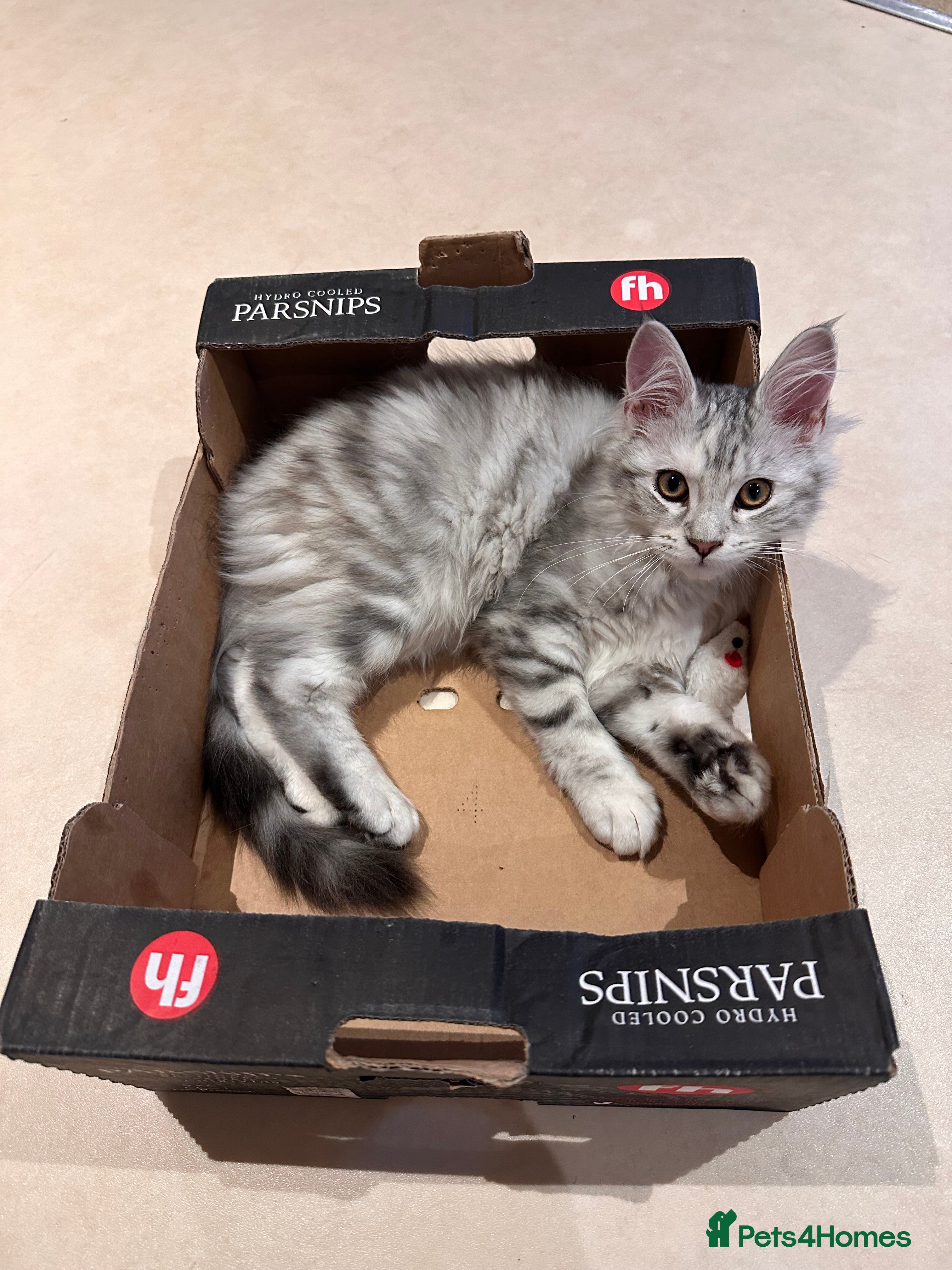 Maine Coon cats Little maine coon is looking for a forever home - Advert 2