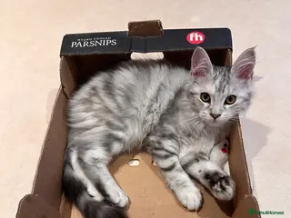 Maine Coon cats Little maine coon is looking for a forever home - Advert 2