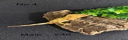 Gecko reptiles for sale: crested geckos  in Dunfermline - Advert 4