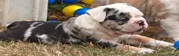 Olde English Bulldogge dogs for sale: 🐾2 Olde English bulldog puppies left 🐾 - Advert 15