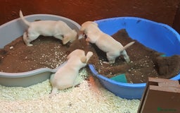 Labrador Retriever dogs for sale: Beautiful yellow/Red KC Labrador Puppies - Image 9