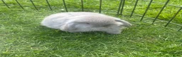 Mini Lop rabbits for sale: Mini lop  in Hull - Advert 3