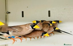 Finches birds for sale: Various finches  - Image 3
