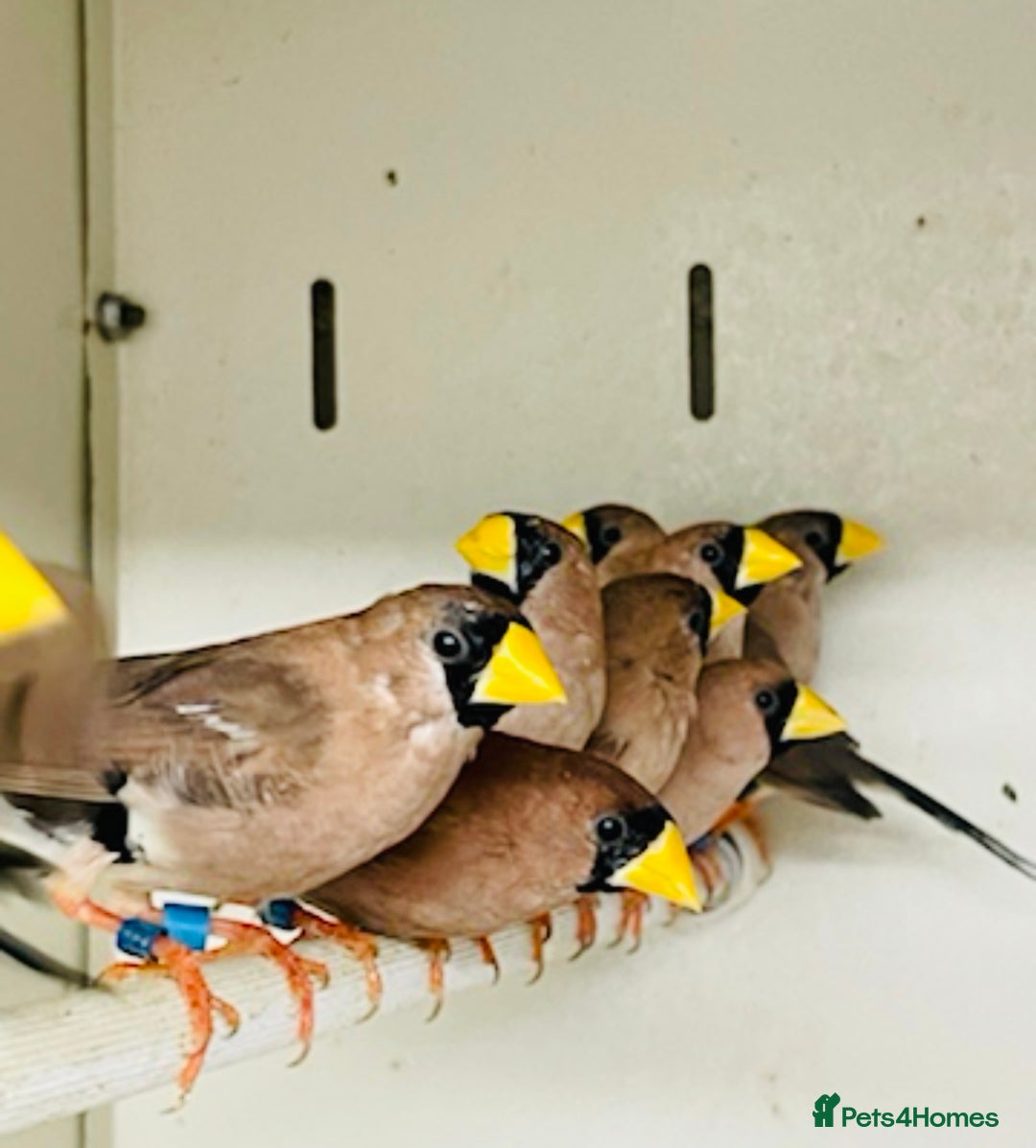 Finches birds for sale: Various finches  - Image 3