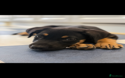 Mixed Breed dogs for sale: Shepweiler X Dogue de Bordeaux Pup for sale  - Image 6