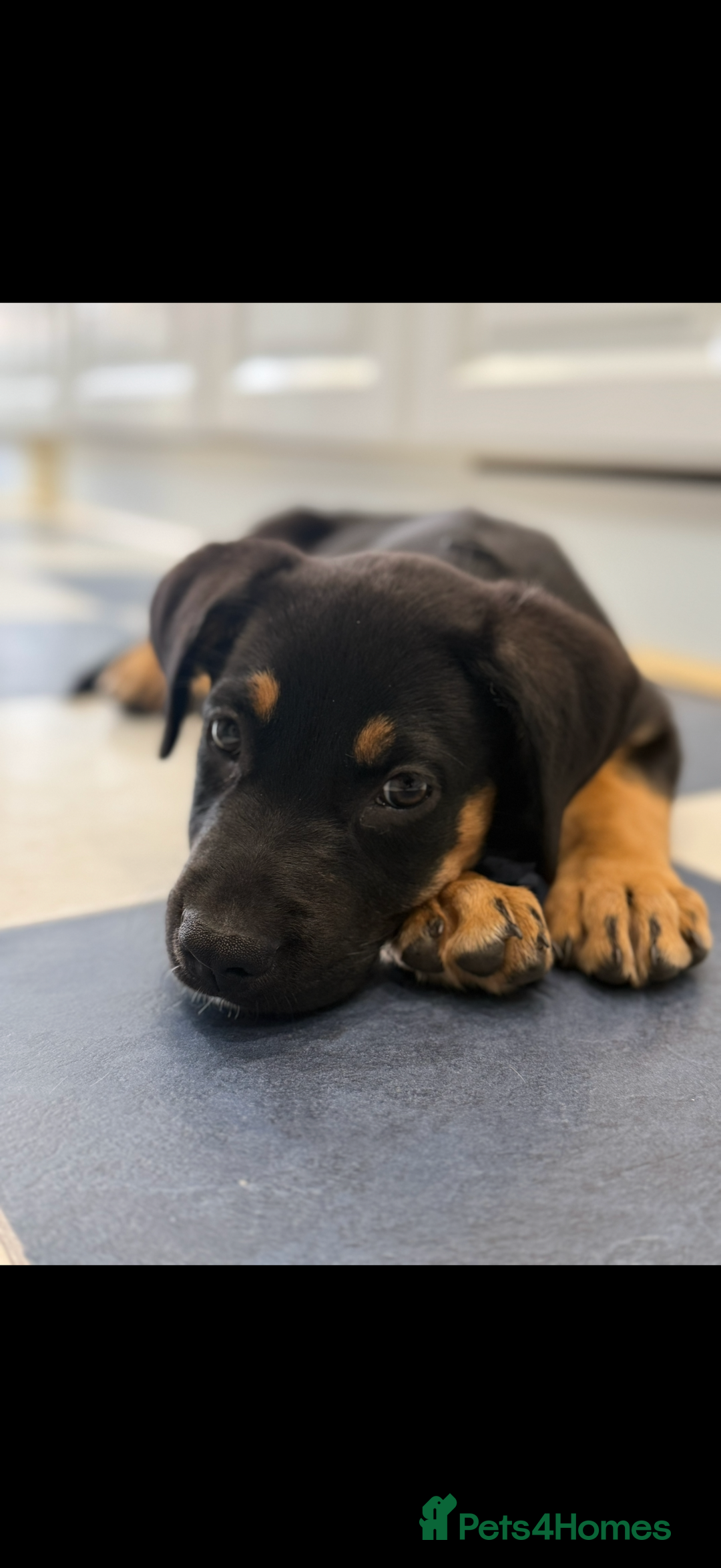 Mixed Breed dogs for sale: Shepweiler X Dogue de Bordeaux Pup for sale  - Image 6