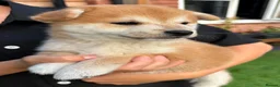 Japanese Shiba Inu dogs for sale: Japanese shiba inu puppies  - Advert 3