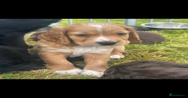 Cocker Spaniel dogs - Advert 2