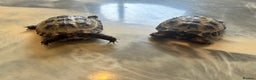 Tortoise reptiles for sale: Male and female horse field tortoises  - Advert 5