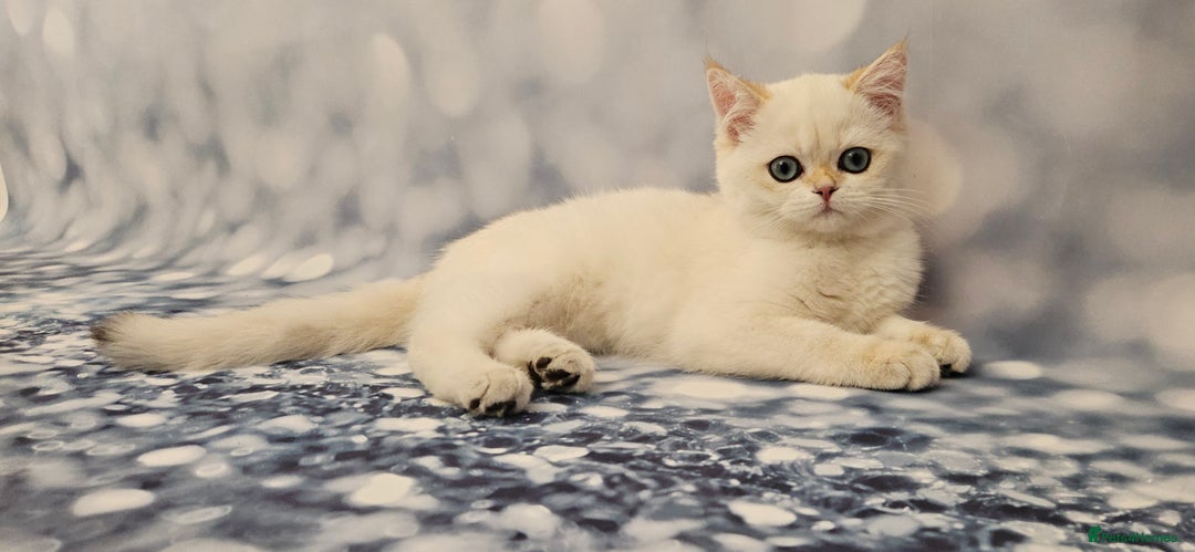 British Shorthair cats for sale: Excellent Scottish straight and fold kittens - Image 24