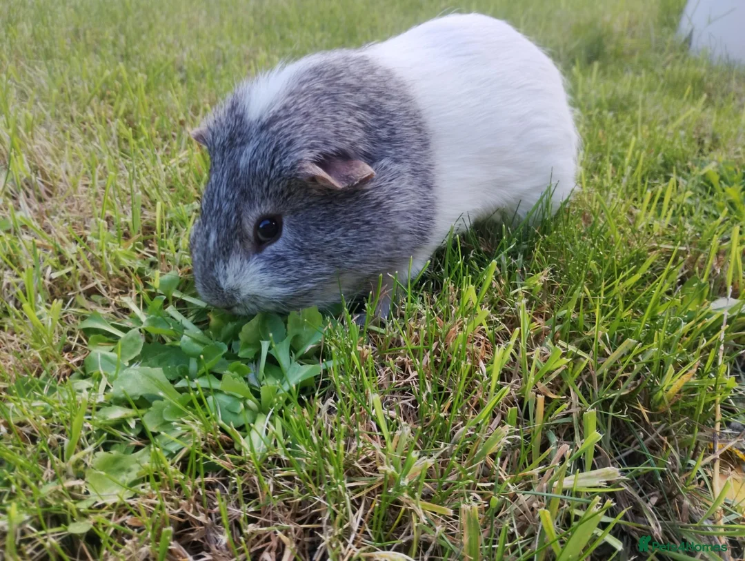 Guinea Pig rodents for sale: For sale male short-haired guinea pig in Bournemouth - Advert 2