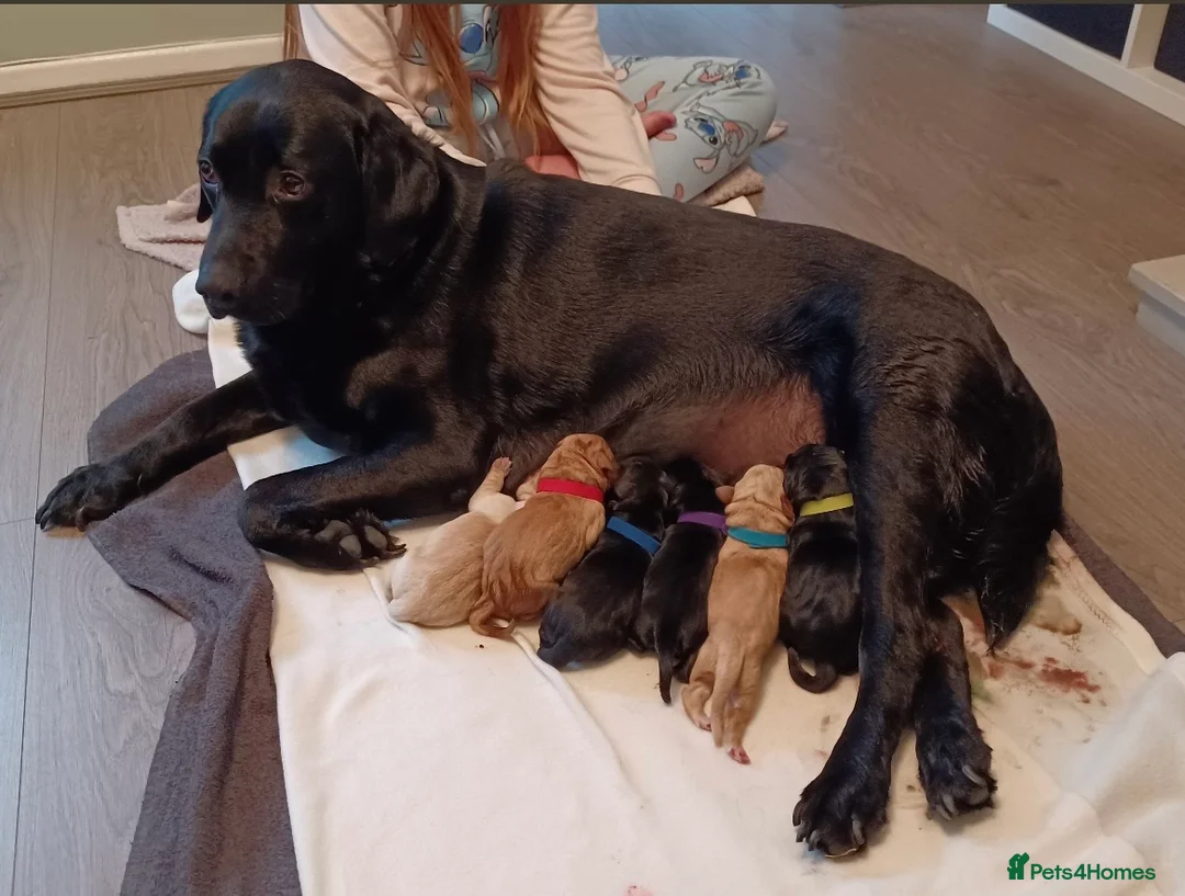 Labrador Retriever dogs for stud: Pedigree Health tested Fox Red Labrador for stud  in Wolverhampton - Advert 28