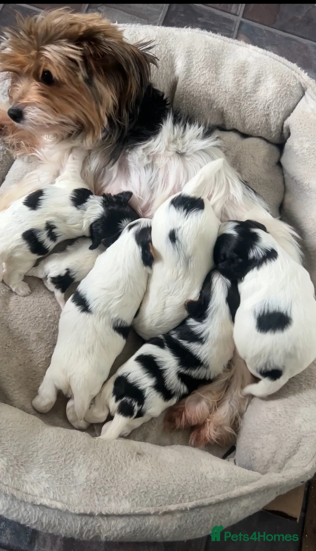 Biewer Terrier dogs for sale: Beautiful Biewer terrier puppies for sale  - Advert 1