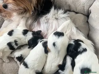 Biewer Terrier dogs Beautiful Biewer terrier puppies for sale - Advert 1