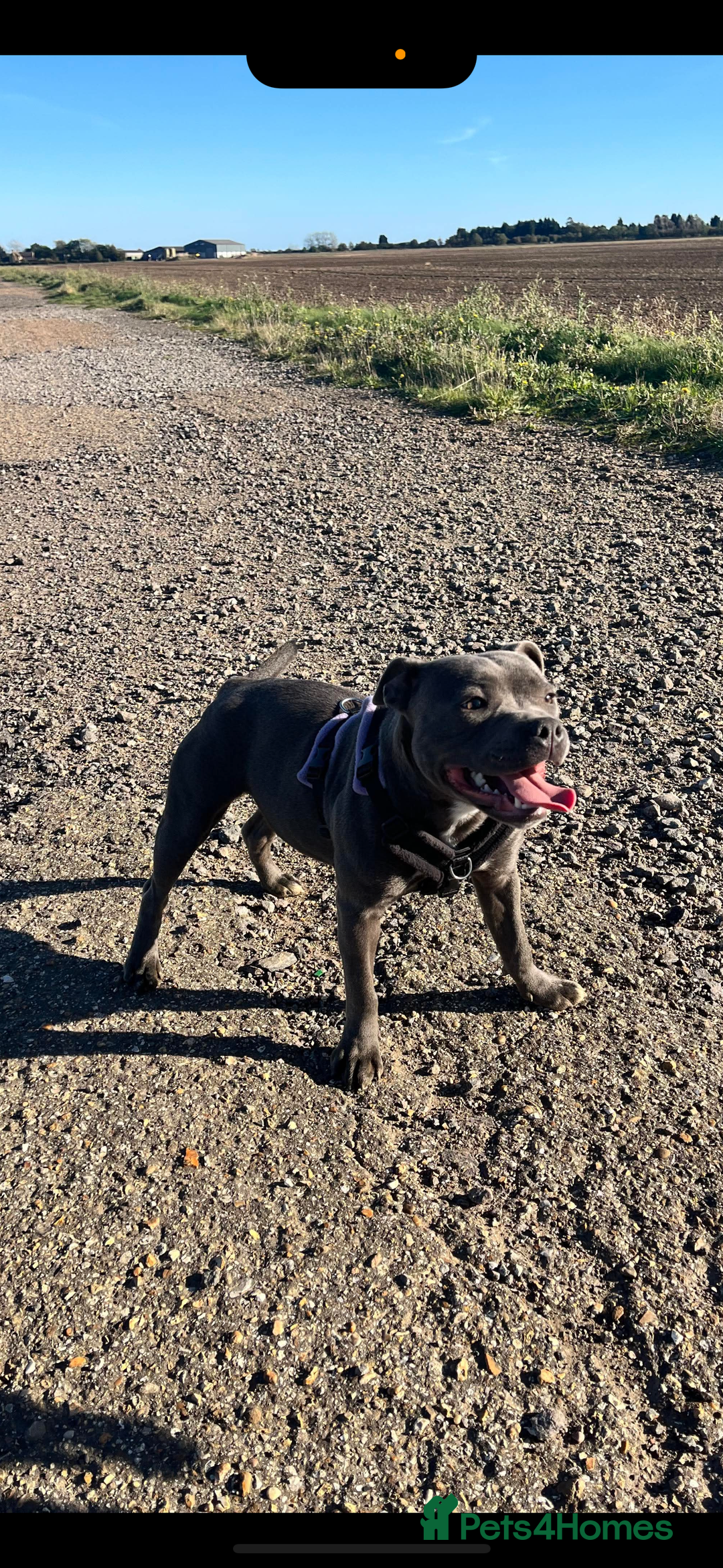 Staffordshire Bull Terrier dogs for sale: Staffordshire bull terrier puppies - Advert 23