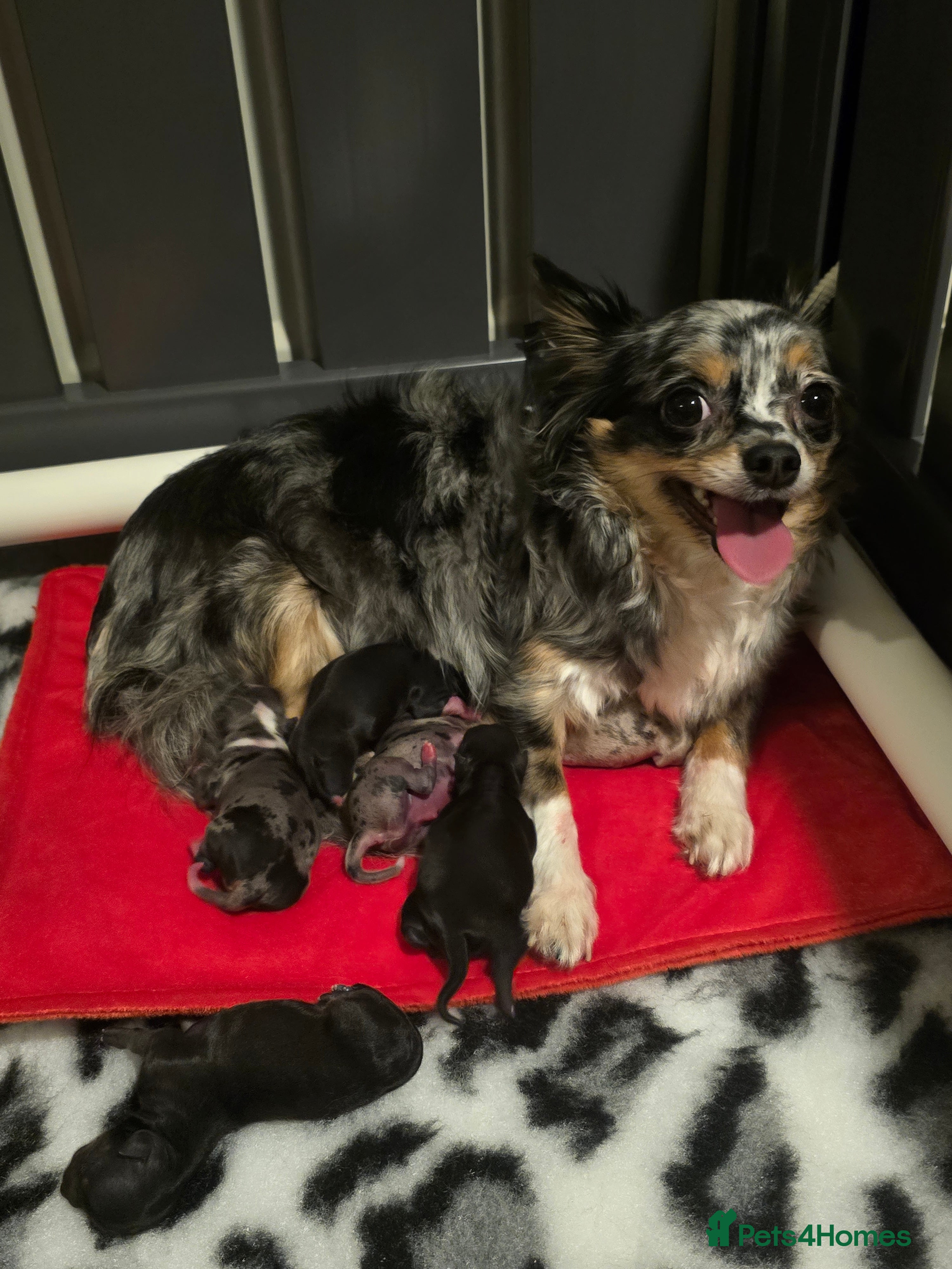 Chihuahua dogs Chihuahua Puppies in Glasgow - Advert 2