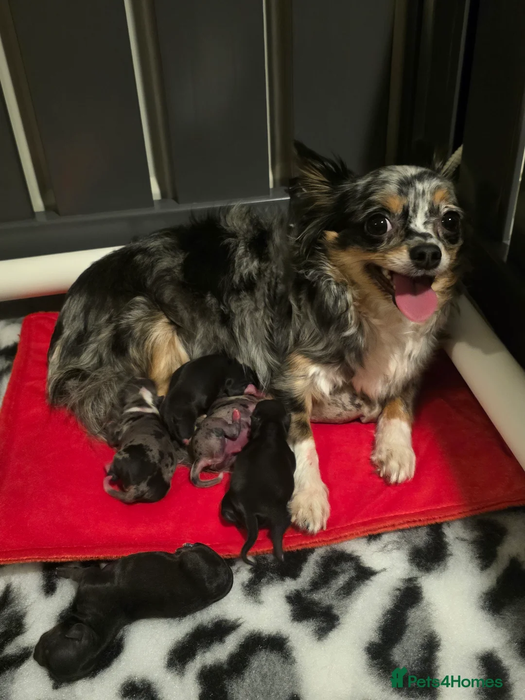 Chihuahua dogs for sale: Chihuahua Puppies in Glasgow - Advert 1