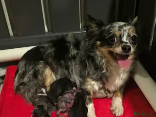 Chihuahua dogs Chihuahua Puppies in Glasgow - Advert 2