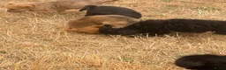 Mixed Breed dogs for sale: Foodles ready to leave flr the perfect 4ever home - Advert 31