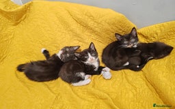 Mixed Breed cats for sale: Beautiful kittens VIDEOS - Image 20