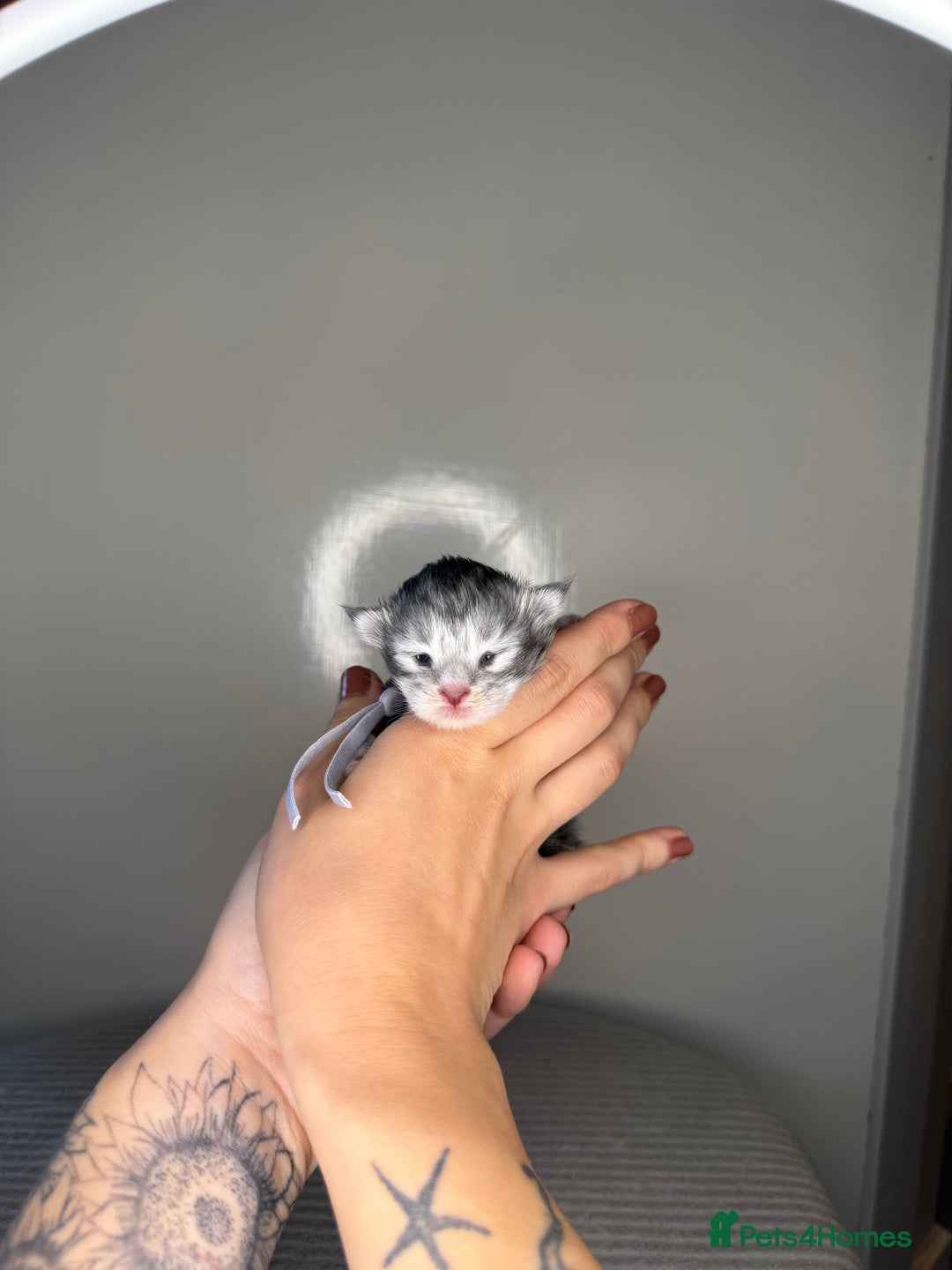 Maine Coon cats for sale: XL Russian maine coon kittens  in Market Rasen - Image 17