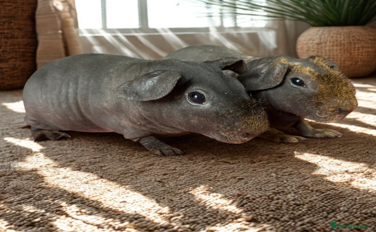 Guinea Pig rodents skinny pigs and werewolf’s  - Advert 17