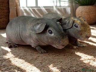 Guinea Pig rodents skinny pigs and werewolf’s - Advert 7