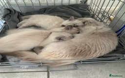 Ragdoll cats for sale: Half breed Ragdoll female kitten available  - Image 14