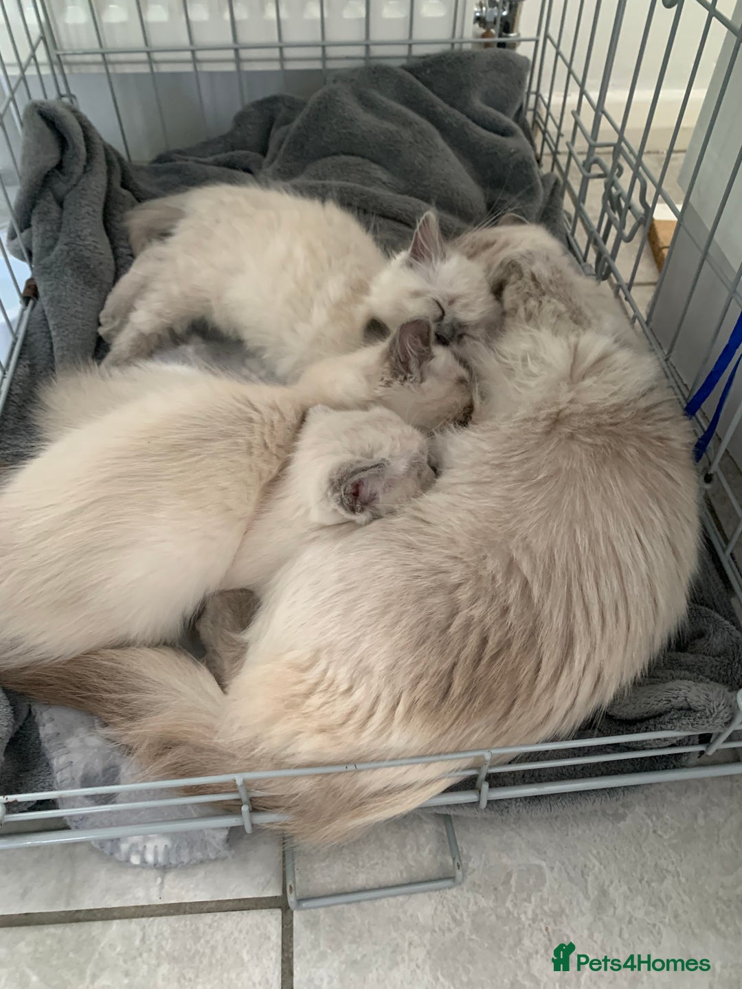 Ragdoll cats for sale: Half breed Ragdoll female kitten available  - Image 14