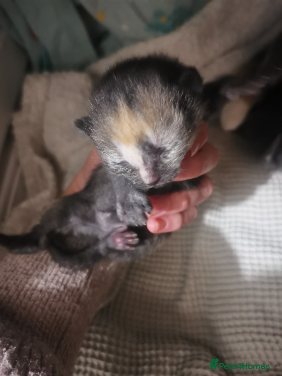 Domestic Shorthair cats for sale: Beautiful litter of kittens - Image 7